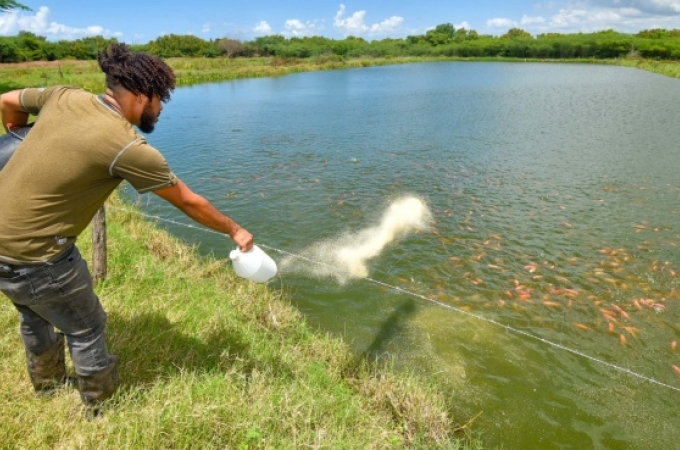 Jamaica can surpass record tilapia production, says Dr Bellamy