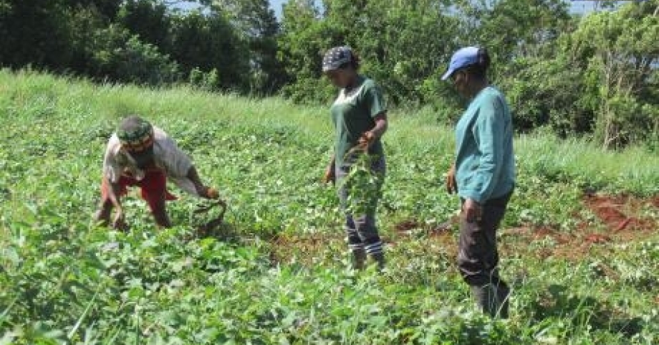 Female farmers in Grierfield, St. Ann, attend to their crops.