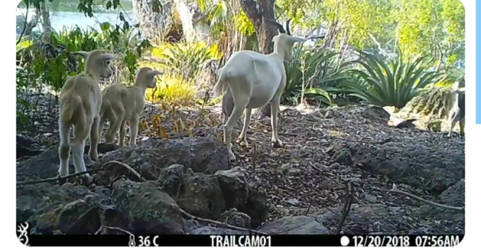 Goats on Goat Island captured by a trail-cam (Photo: Contributed)